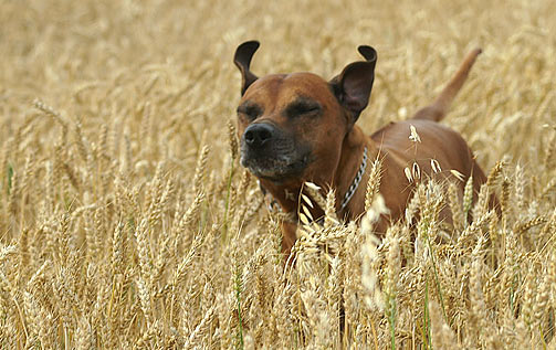 08-07-ridgeback-v-obili-17.jpg